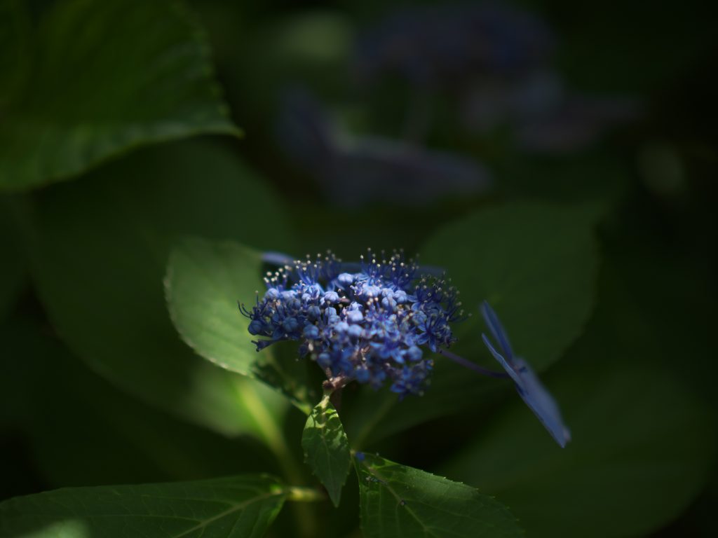 あじさい 紫陽花 アジサ hydrangea