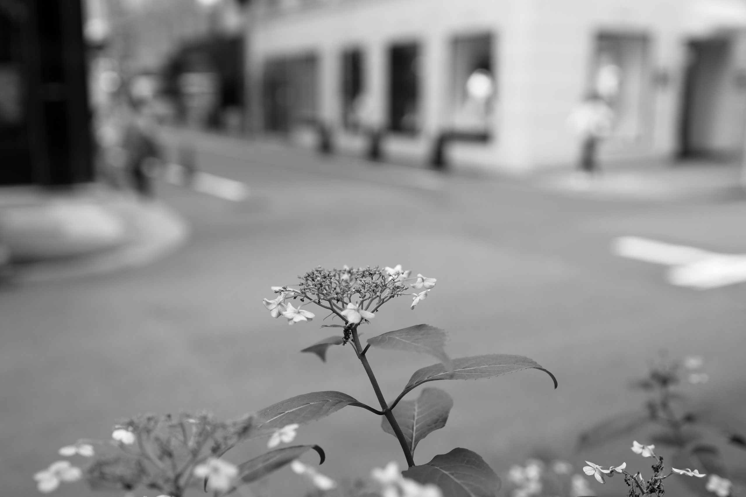 路傍に咲くアジサイの花