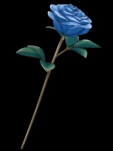 blue rose